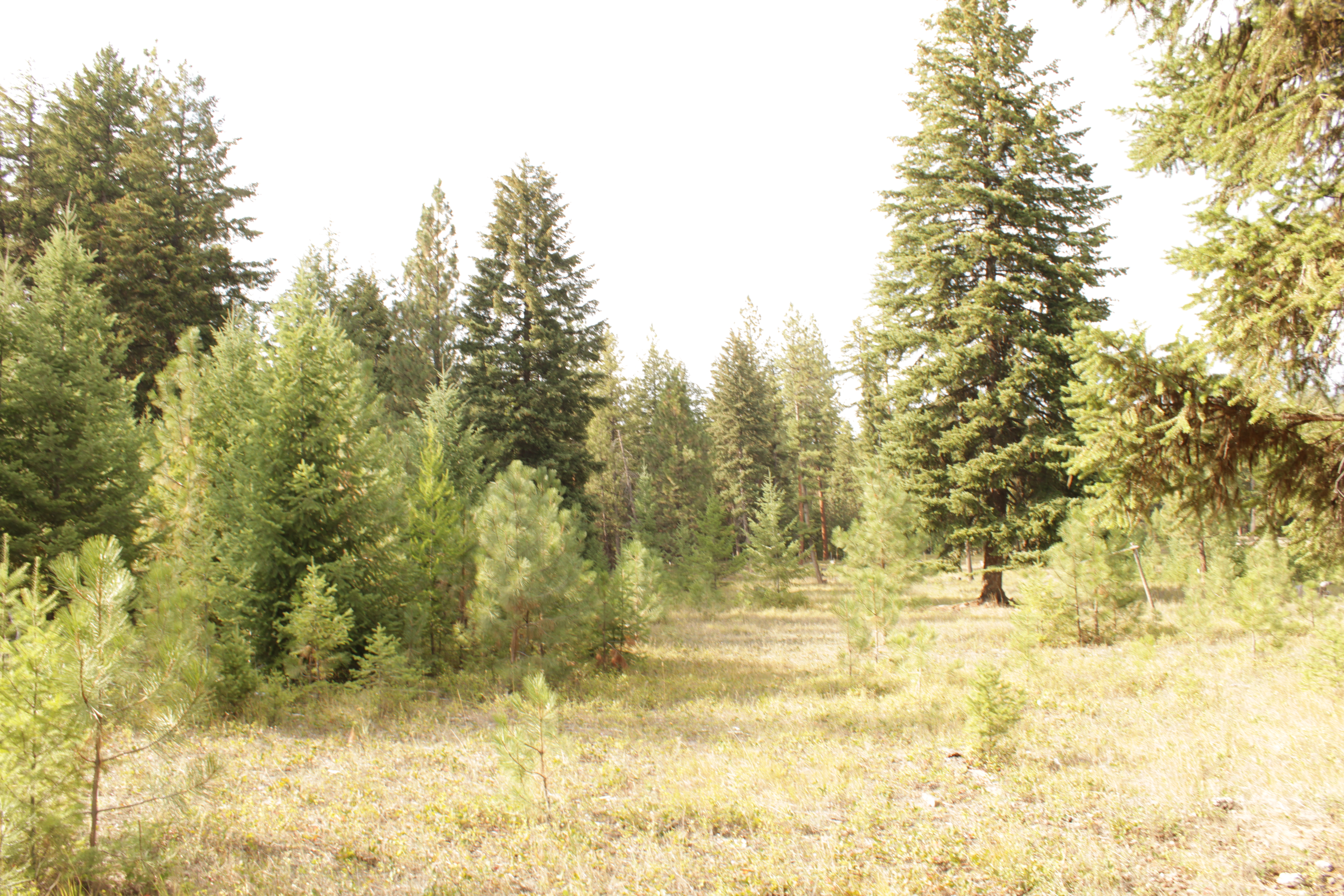 PRIVATE MONTANA 2 ac Parcel, trees & meadow, close to Public Land: 2 Ac. MT Private Lot, Mixed Trees/open
